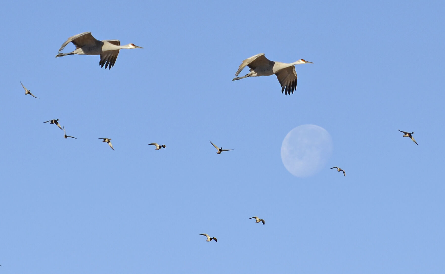 Cranes.jpg